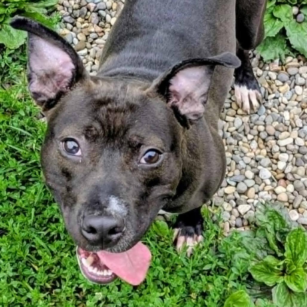 Enlarge Velveeta, a Adoptable Mixed Breed in Jeffersonville, IN image 6/6