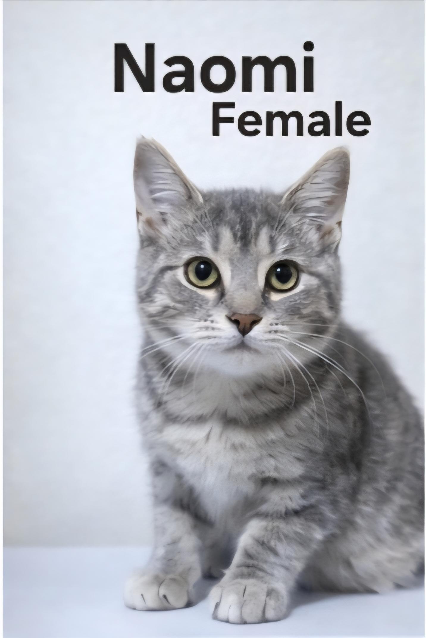 Naomi, adopted, Kitten Female Domestic Short Hair.