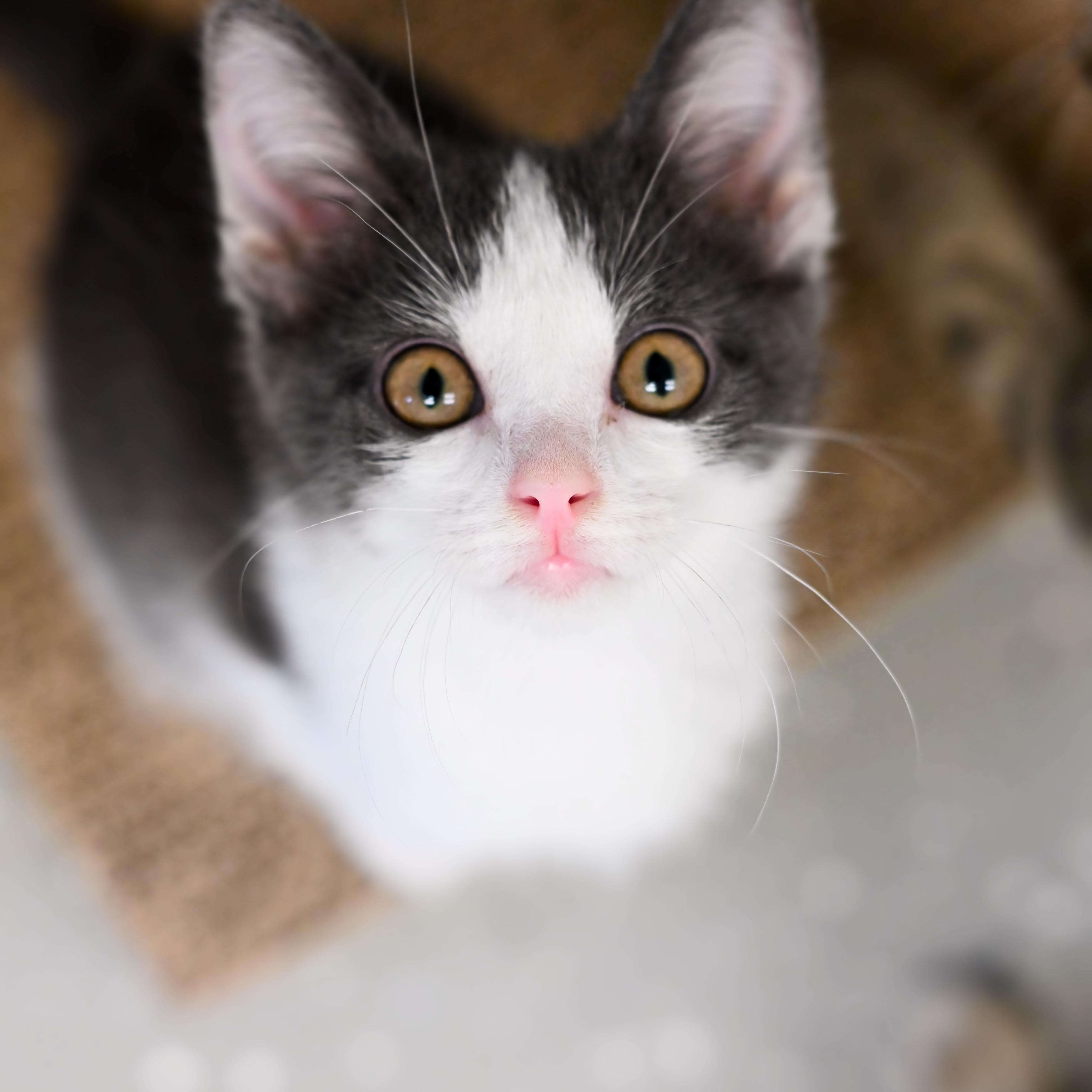 Pet Image