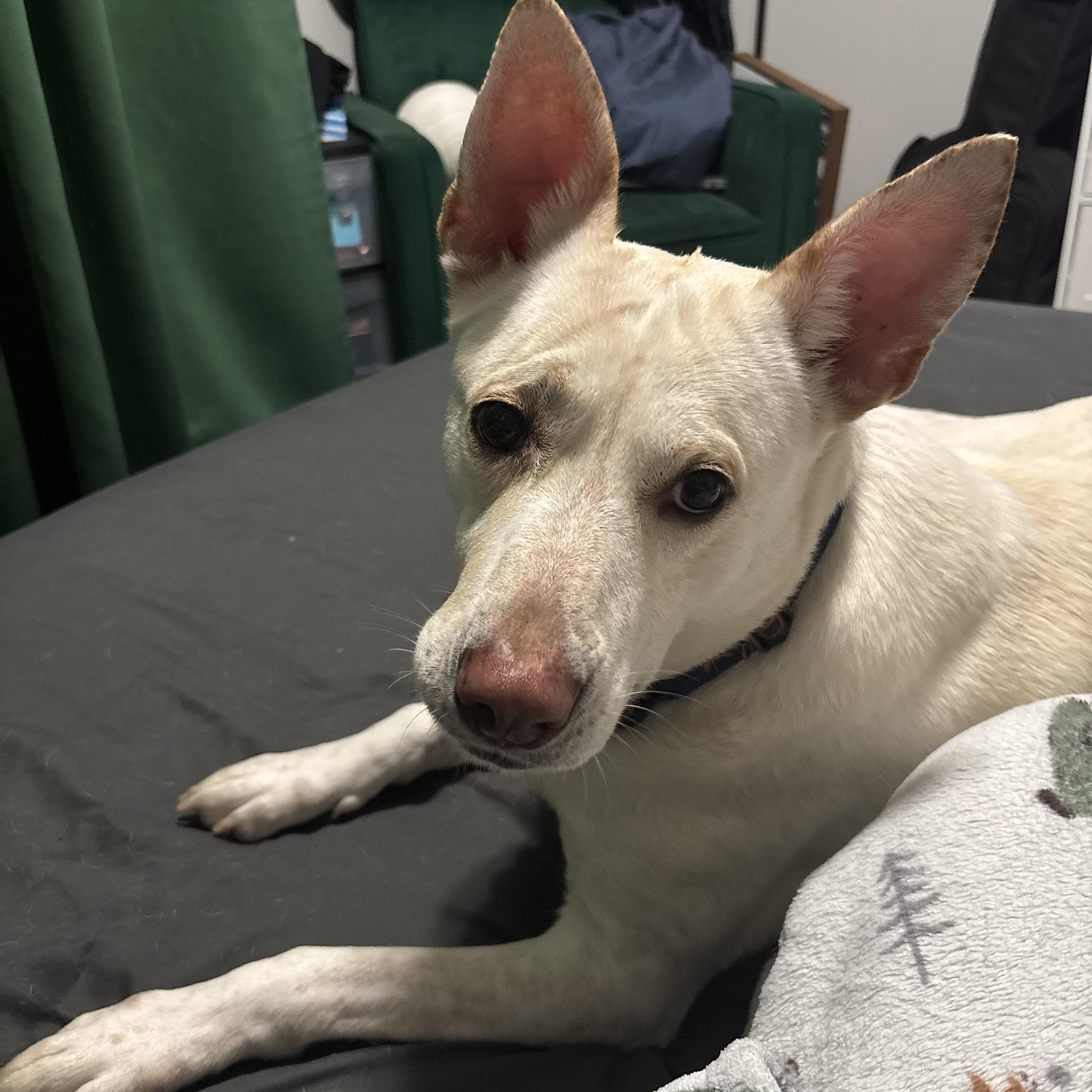 Enlarge Peach, a Adopted mixed breed in Sanford, NC image 3/5