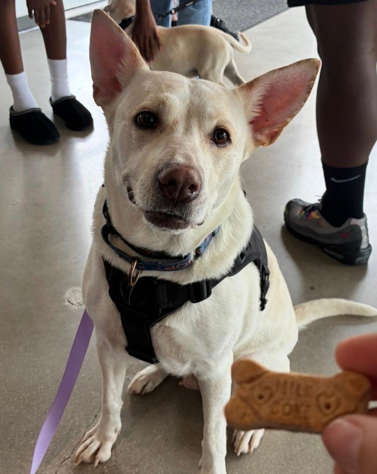 Enlarge Peach, a Adopted mixed breed in Sanford, NC image 5/5