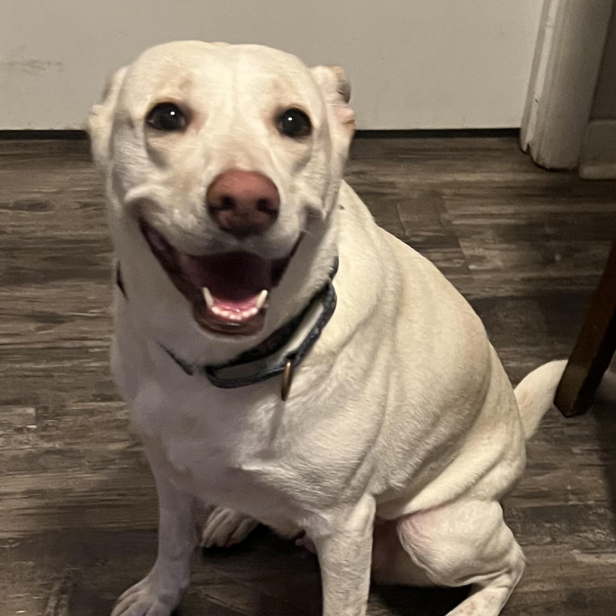 Peach, Adopted, Adult Female Labrador Retriever & Australian Cattle Dog / Blue Heeler.