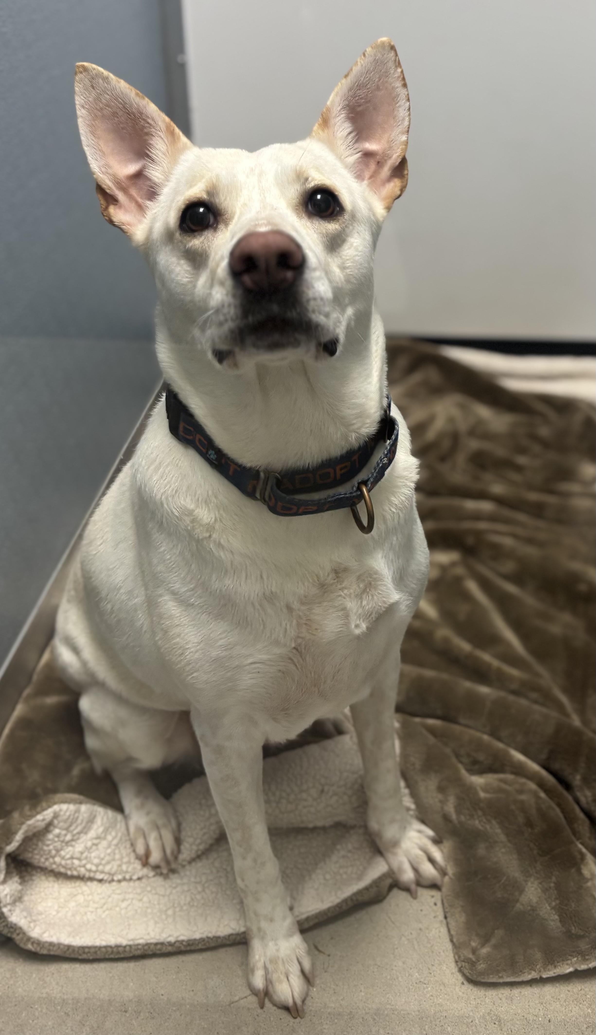 Enlarge Peach, a Adopted mixed breed in Sanford, NC image 4/5