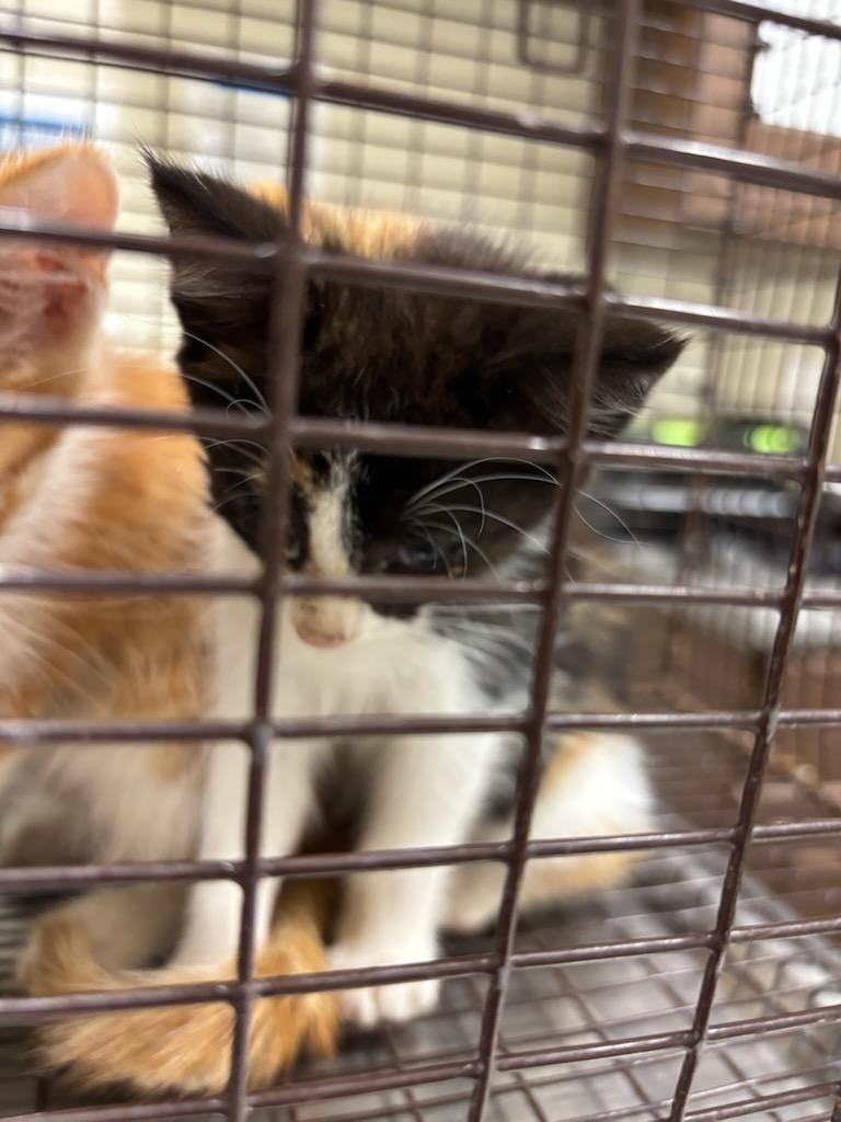 2026-06-131, Adoptable, Kitten Female Domestic Short Hair.