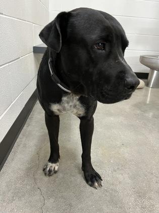 THUNDER - Fox Terrier / Australian Cattle Dog / Blue Heeler for adoption in San Antonio