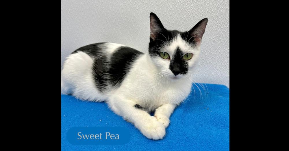 Sweet Pea, Adoptable, Young Female Domestic Short Hair.