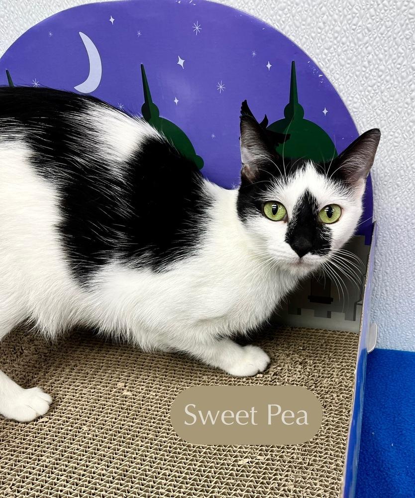 Enlarge Sweet Pea, a Adoptable Domestic Short Hair in Chalfont, PA image 2/6