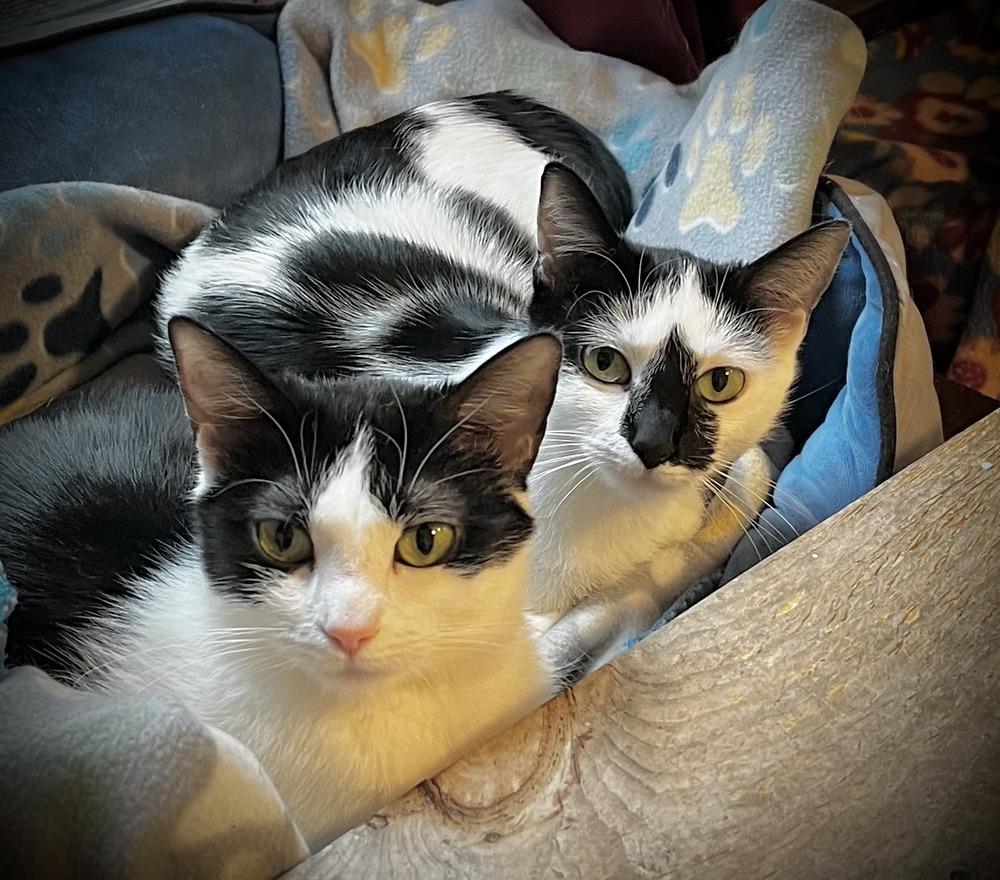 Enlarge Sweet Pea, a Adoptable Domestic Short Hair in Chalfont, PA image 3/6