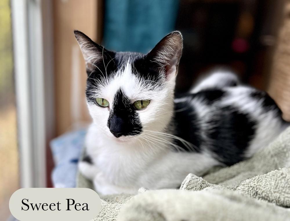 Sweet Pea, Adoptable, Young Female Domestic Short Hair.
