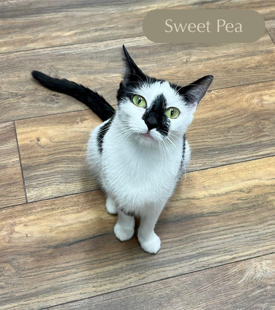 Enlarge Sweet Pea, a Adoptable Domestic Short Hair in Chalfont, PA image 4/6