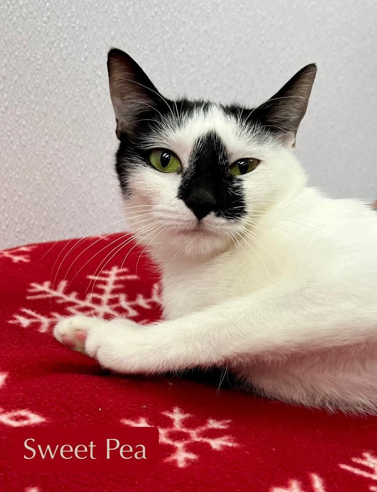 Enlarge Sweet Pea, a Adoptable Domestic Short Hair in Chalfont, PA image 5/6