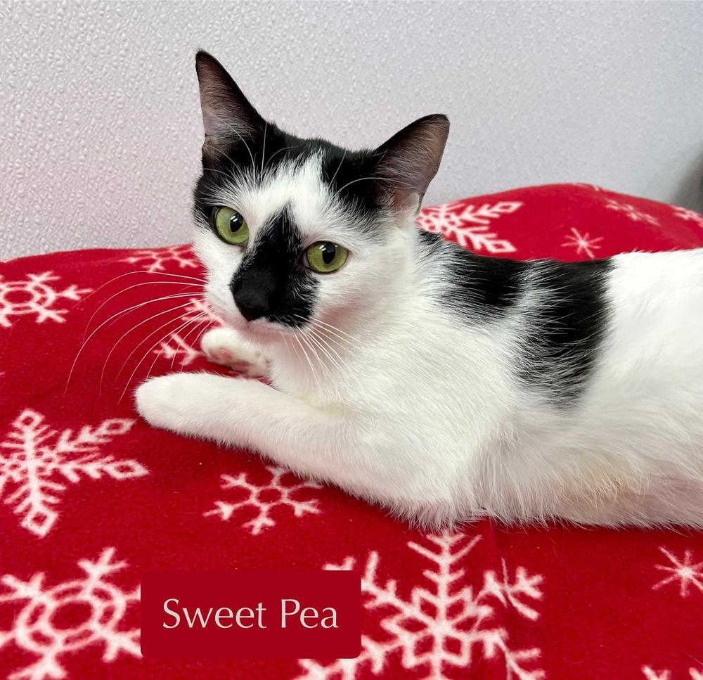 Enlarge Sweet Pea, a Adoptable Domestic Short Hair in Chalfont, PA image 6/6