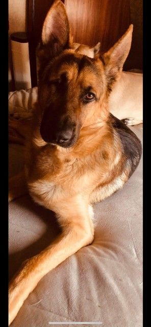 Enlarge Jack, a Adopted German Shepherd Dog in Newmarket, ON image 1/1