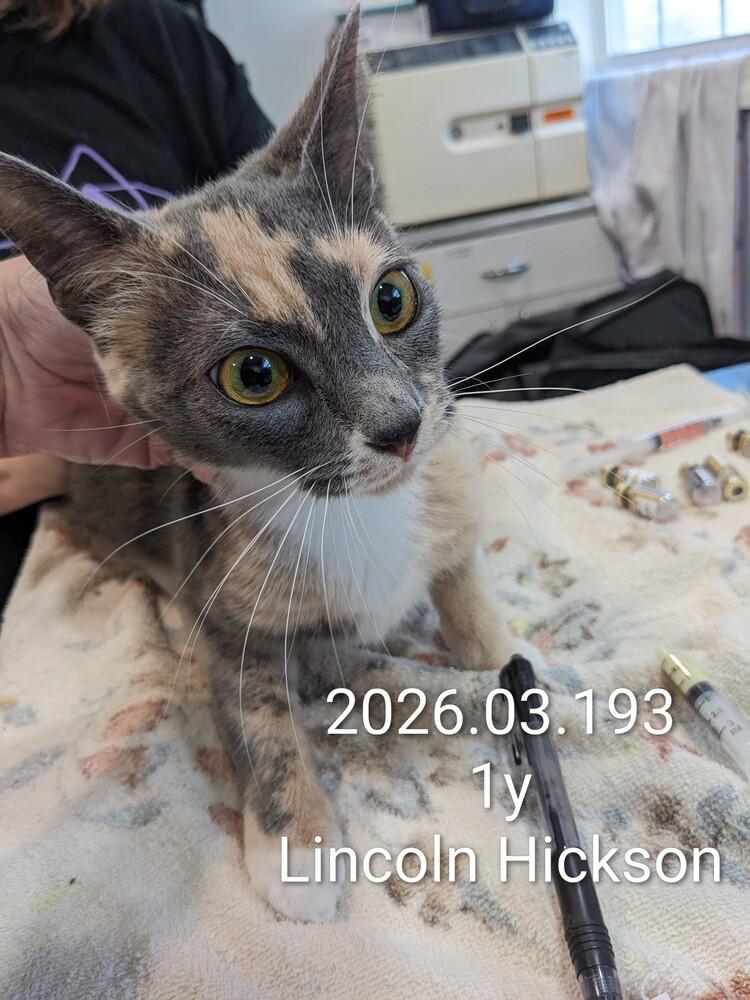 Linen, Adopted, Adult Female Calico.