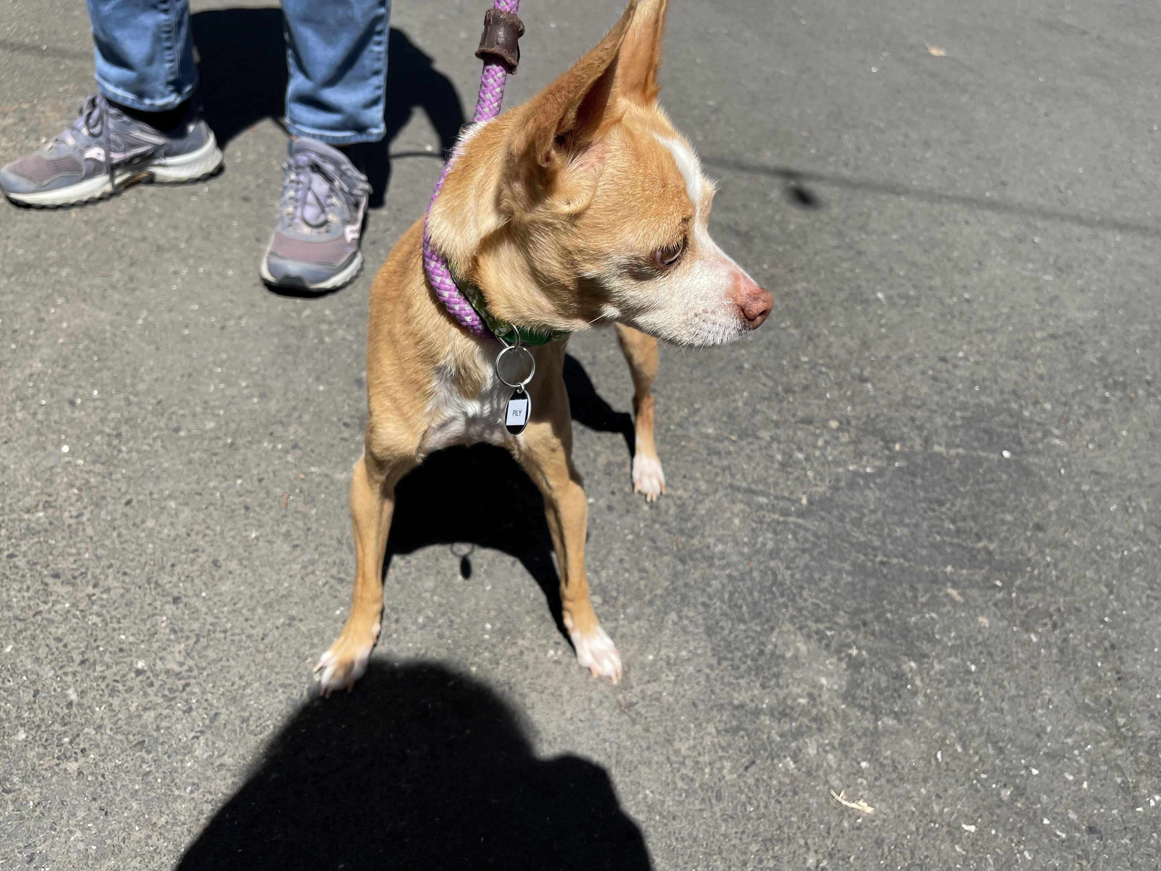 Lily, an adopted mixed breed in Santa Rosa, CA image 3/5