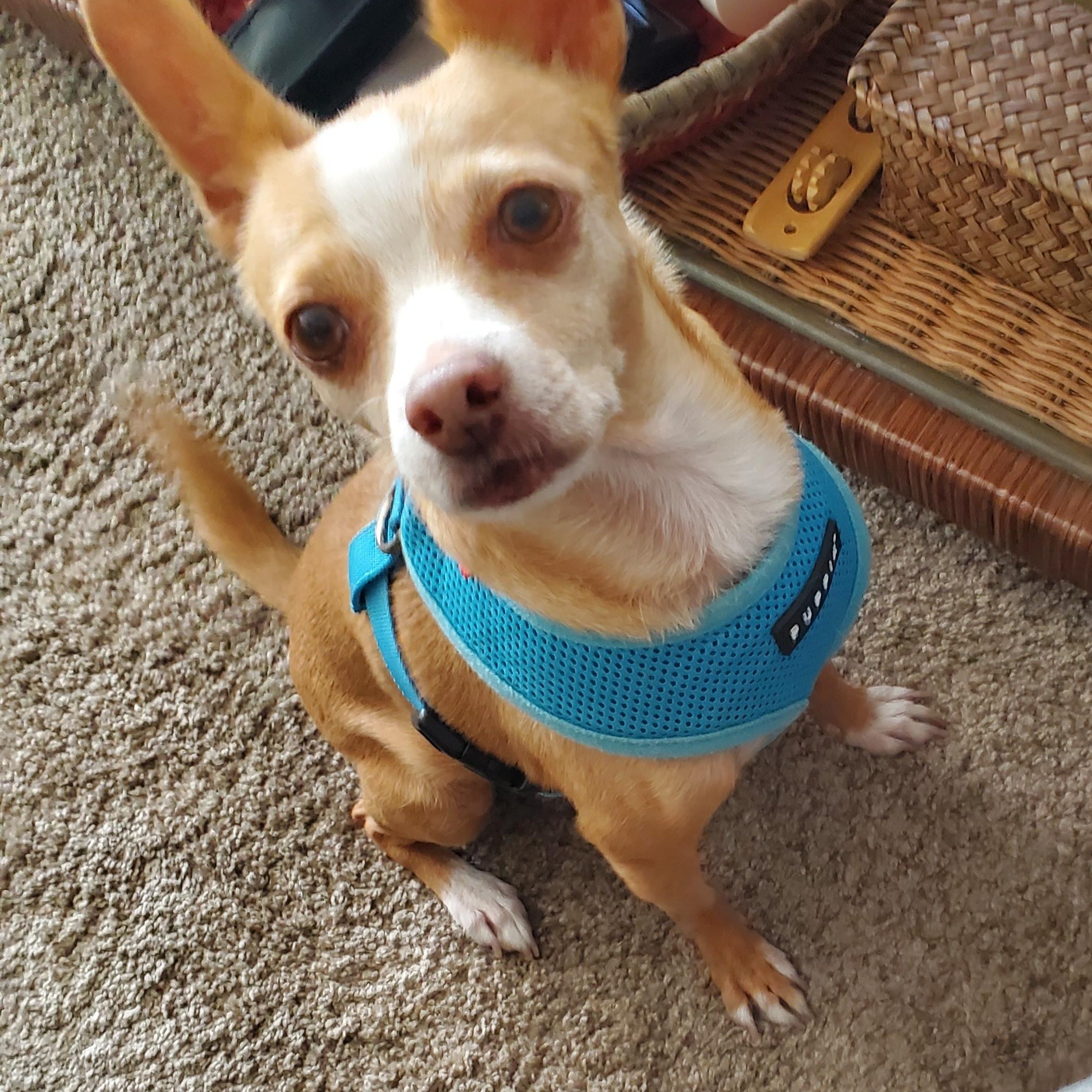 Lily, adopted, Adult Female Chihuahua.