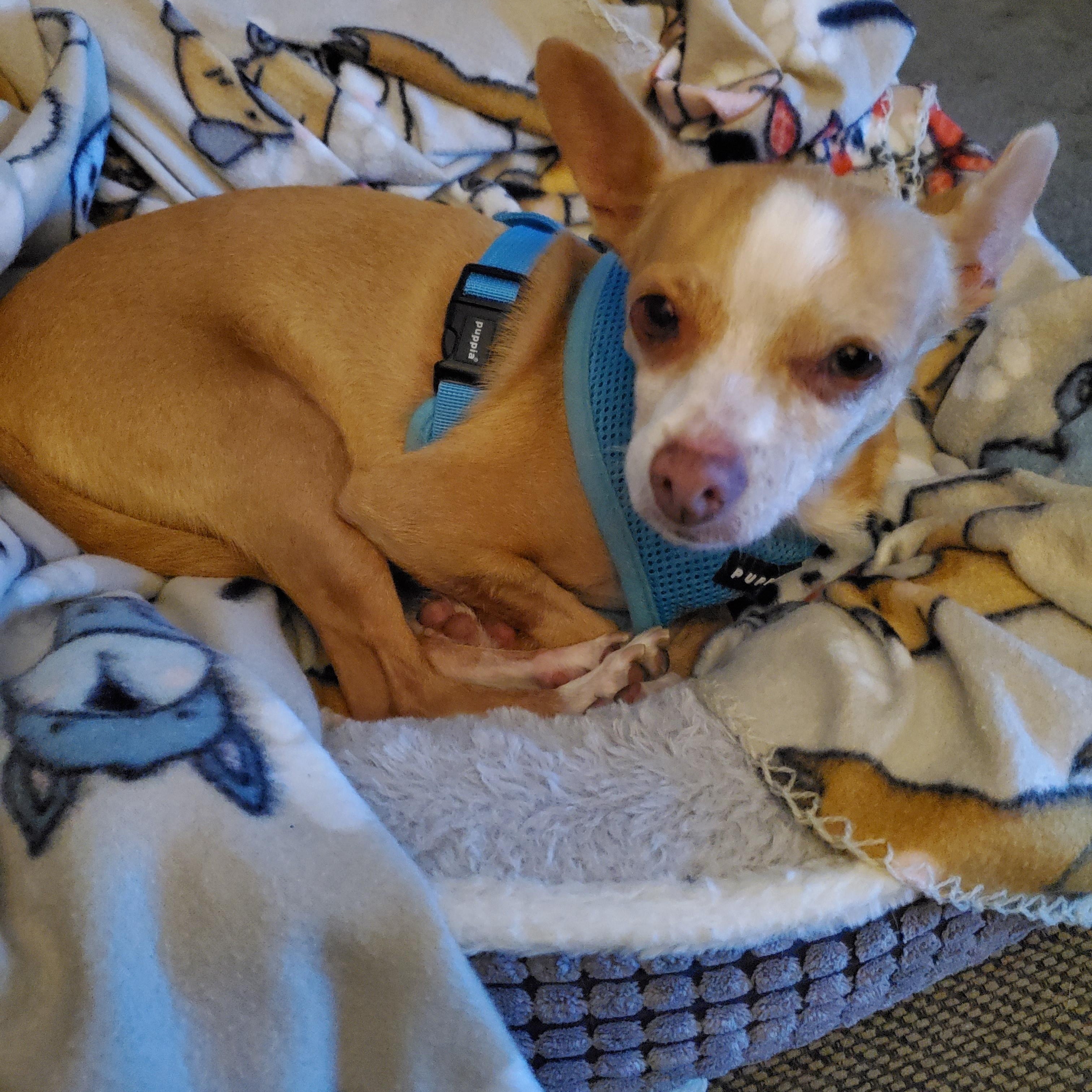 Lily, an adopted mixed breed in Santa Rosa, CA image 5/5