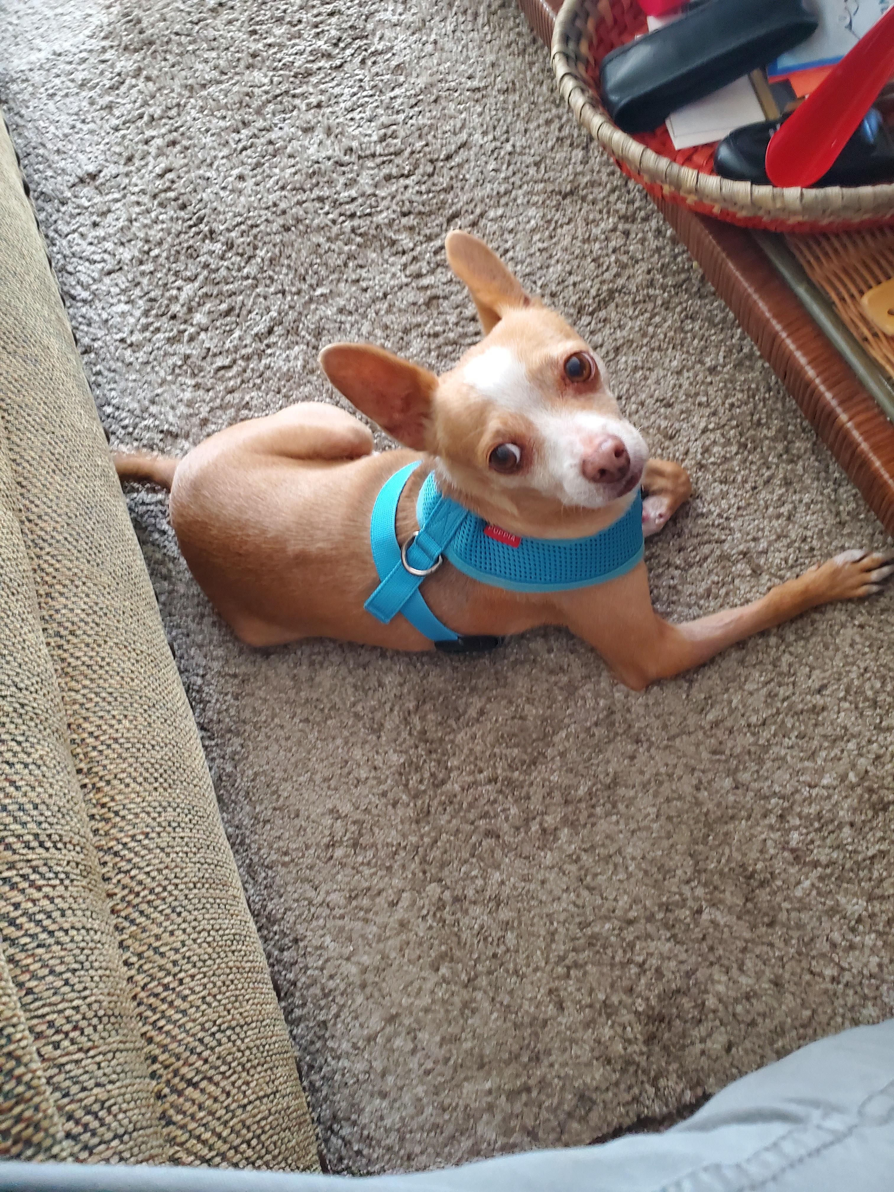 Lily, an adopted mixed breed in Santa Rosa, CA image 2/5