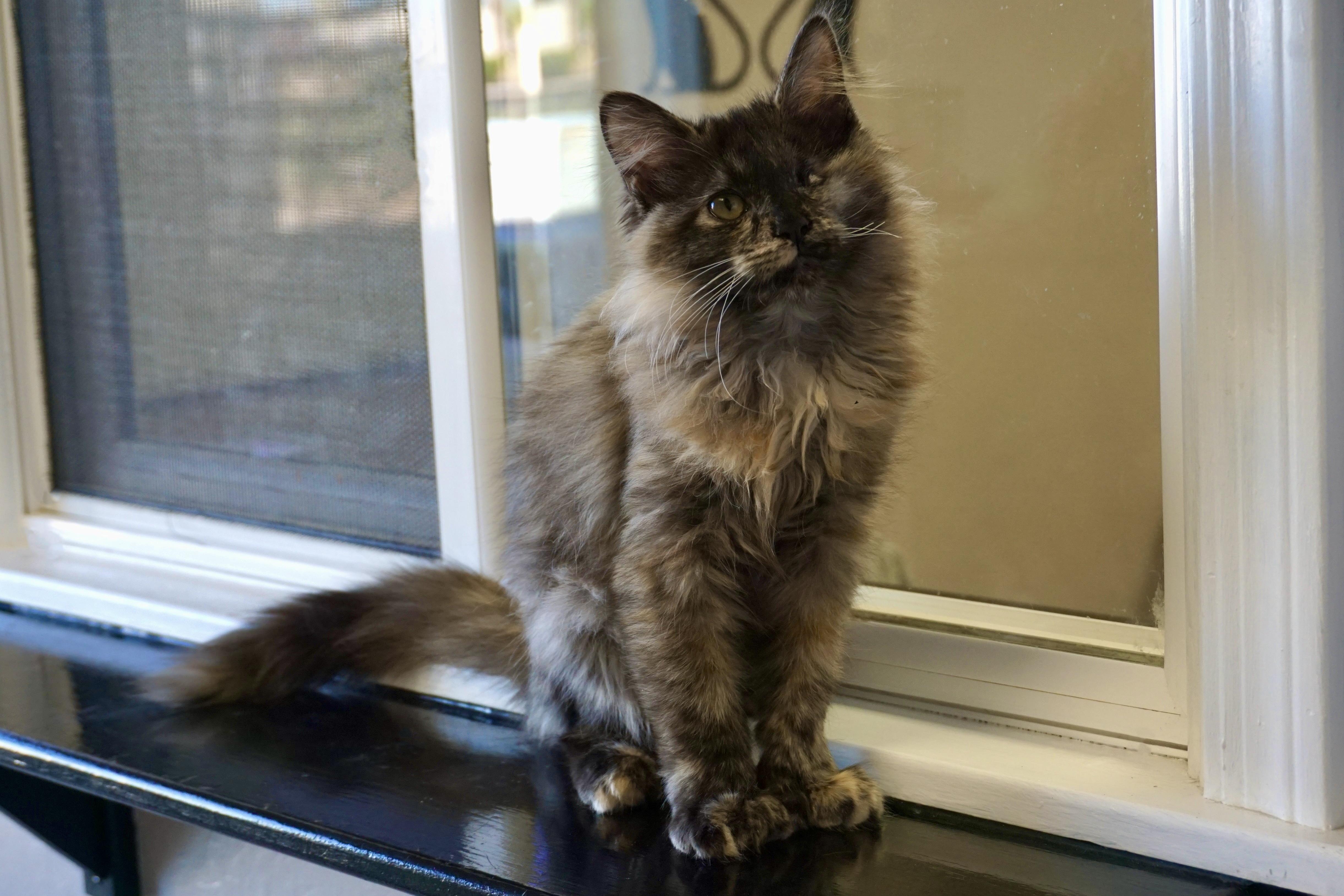 Melody, an adopted Domestic Long Hair in Fountain Hills, AZ image 3/4