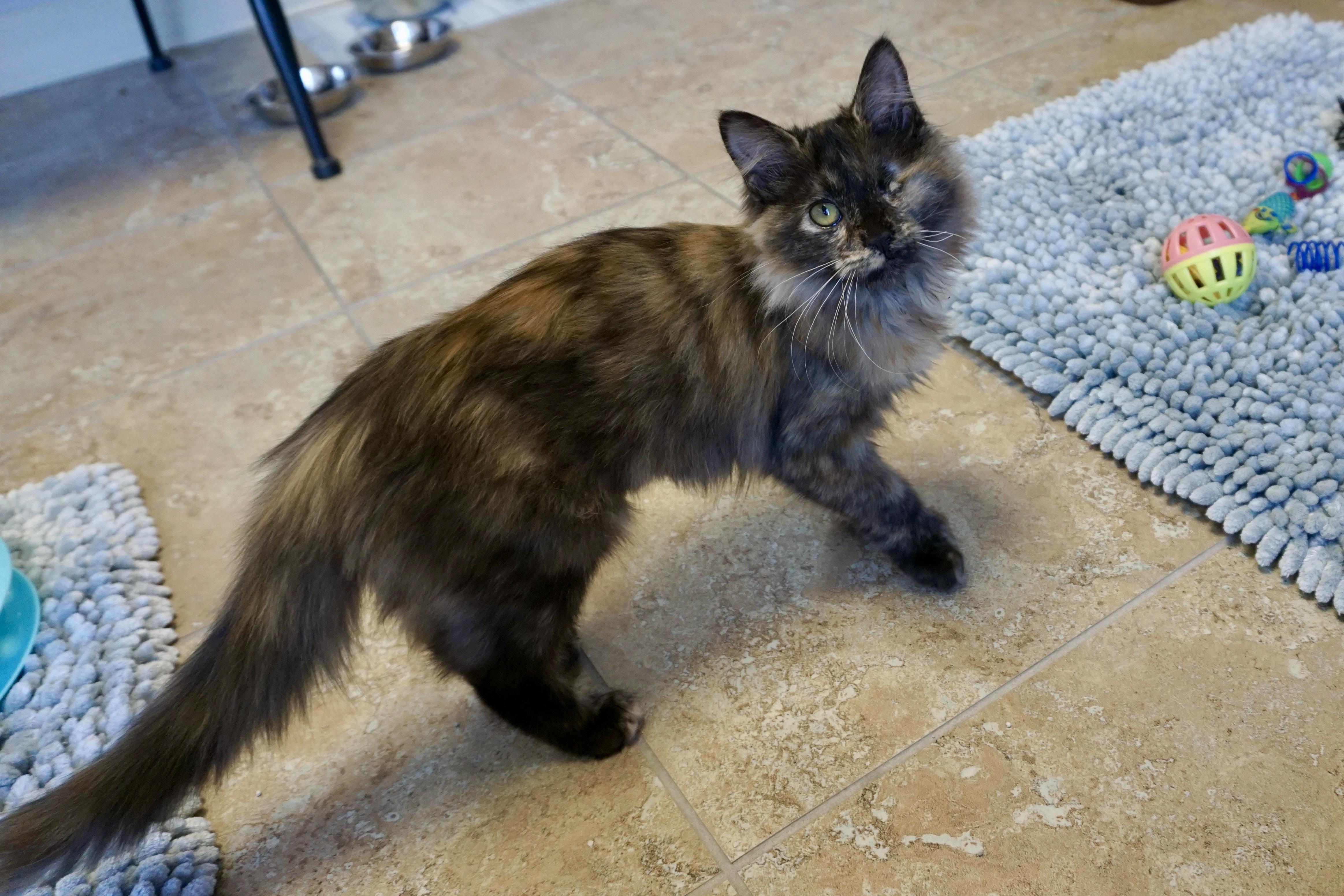 Melody, adopted, Kitten Female Domestic Long Hair.