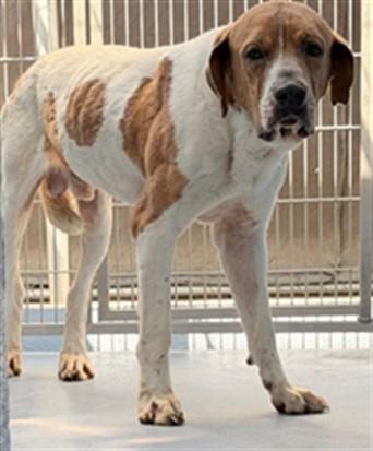 Enlarge COBY, a Adoptable mixed breed in Downey, CA image 1/1