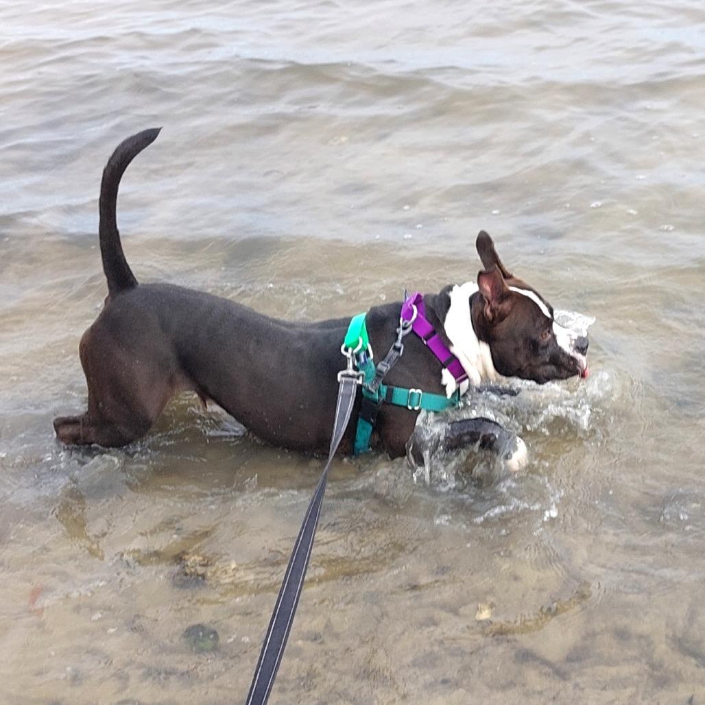 Enlarge Mora, a Adoptable Mixed Breed in Clearwater, FL image 1/6