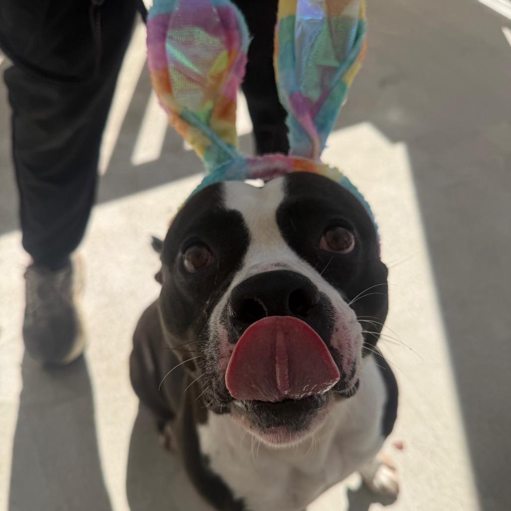 Mora, Adoptable, Adult Female Mixed Breed.