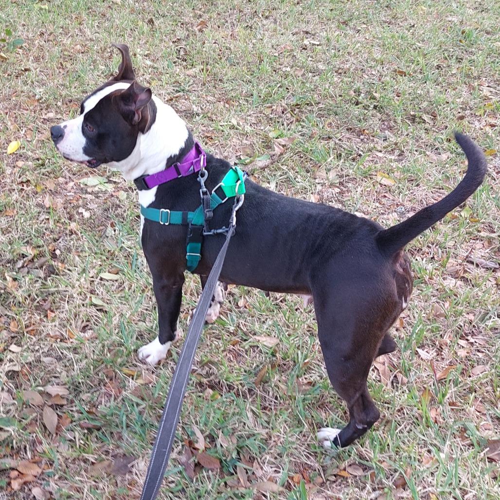 Enlarge Mora, a Adoptable Mixed Breed in Clearwater, FL image 3/6