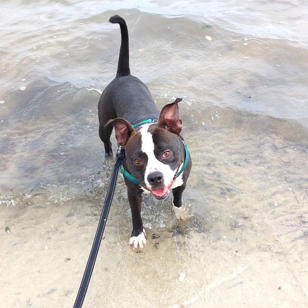 Enlarge Mora, a Adoptable Mixed Breed in Clearwater, FL image 5/6