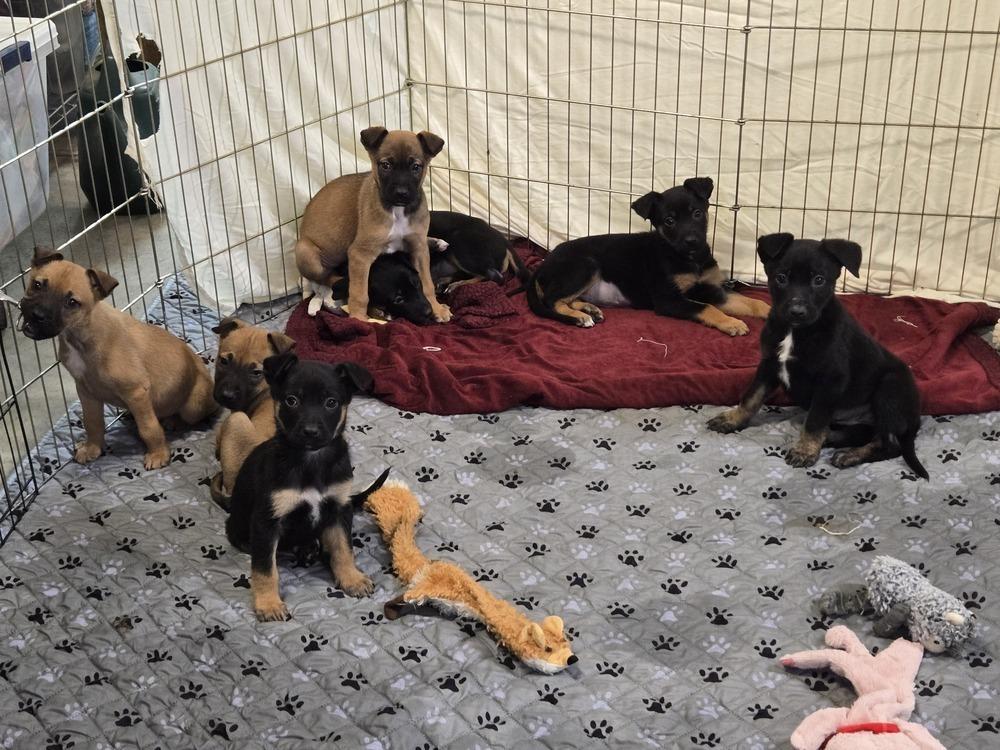 Bashful, Adoptable, Puppy Female German Shepherd Dog & Cattle Dog.