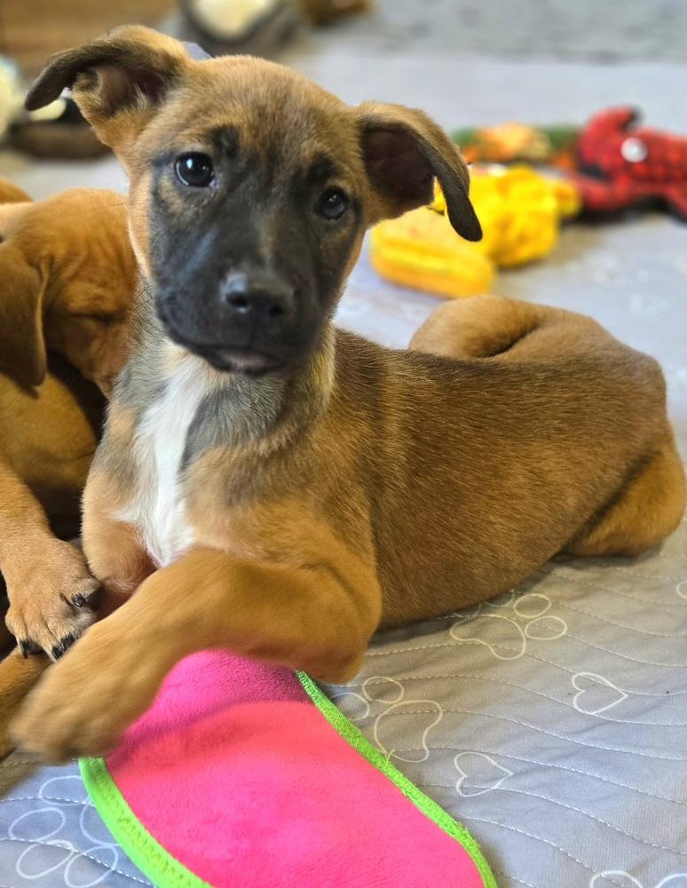 Enlarge Bashful, a Adoptable mixed breed in Bend, OR image 2/4
