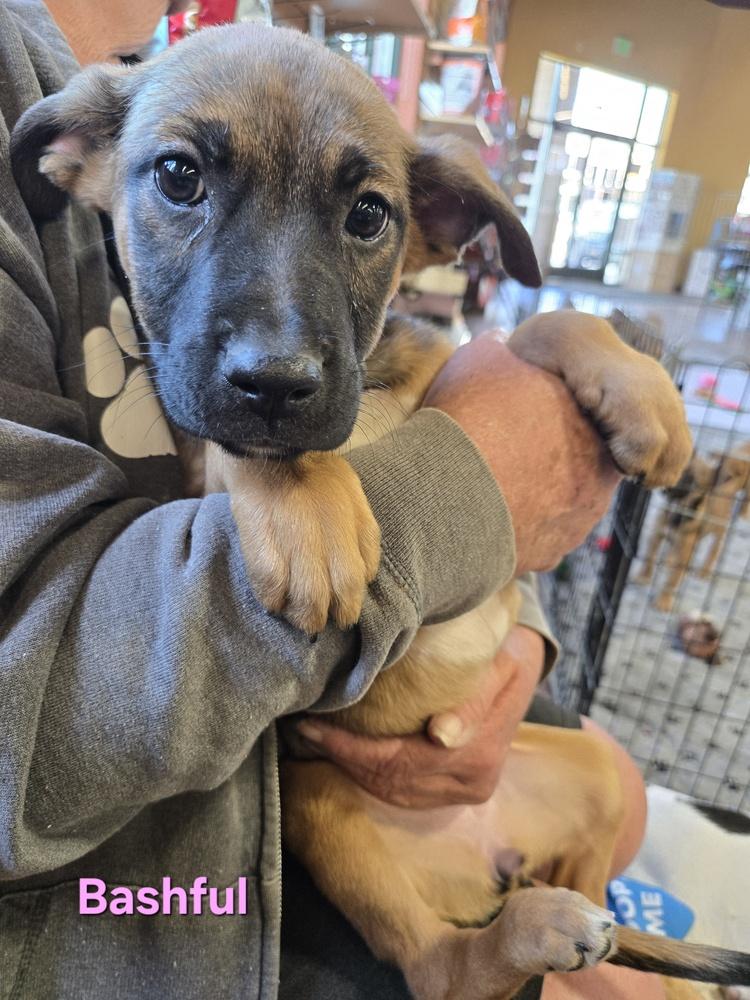Enlarge Bashful, a Adoptable mixed breed in Bend, OR image 3/4