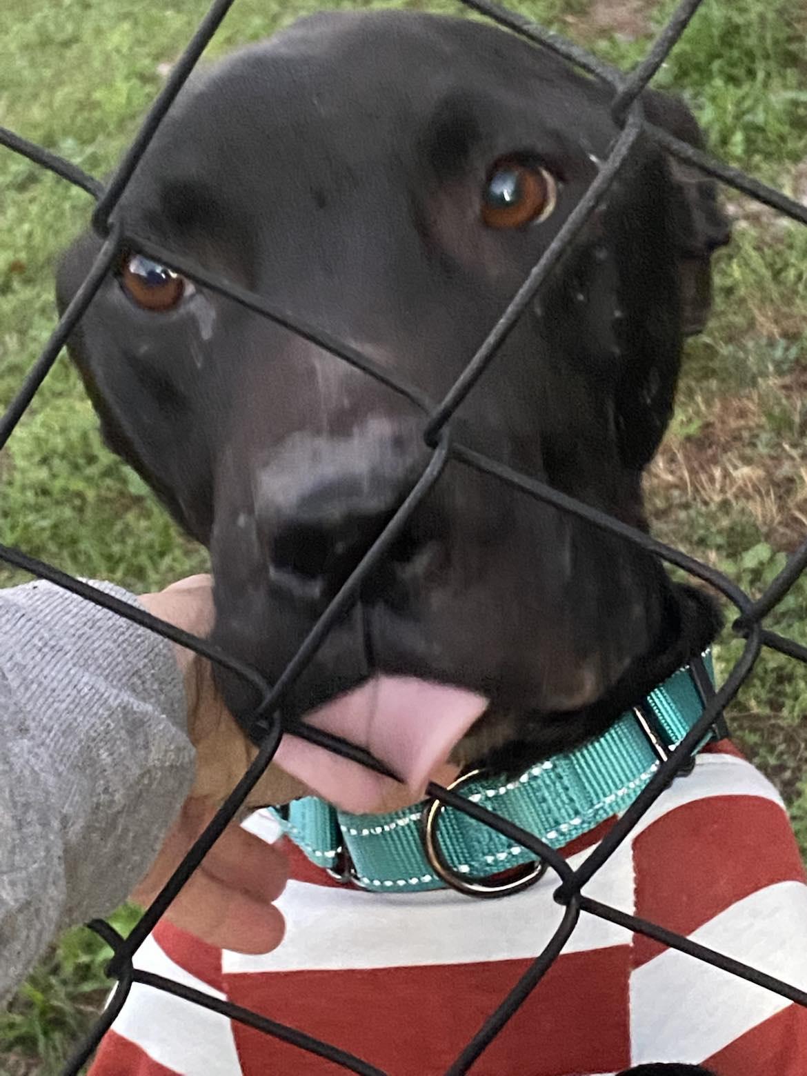 Ace, Young Male Pit Bull Terrier