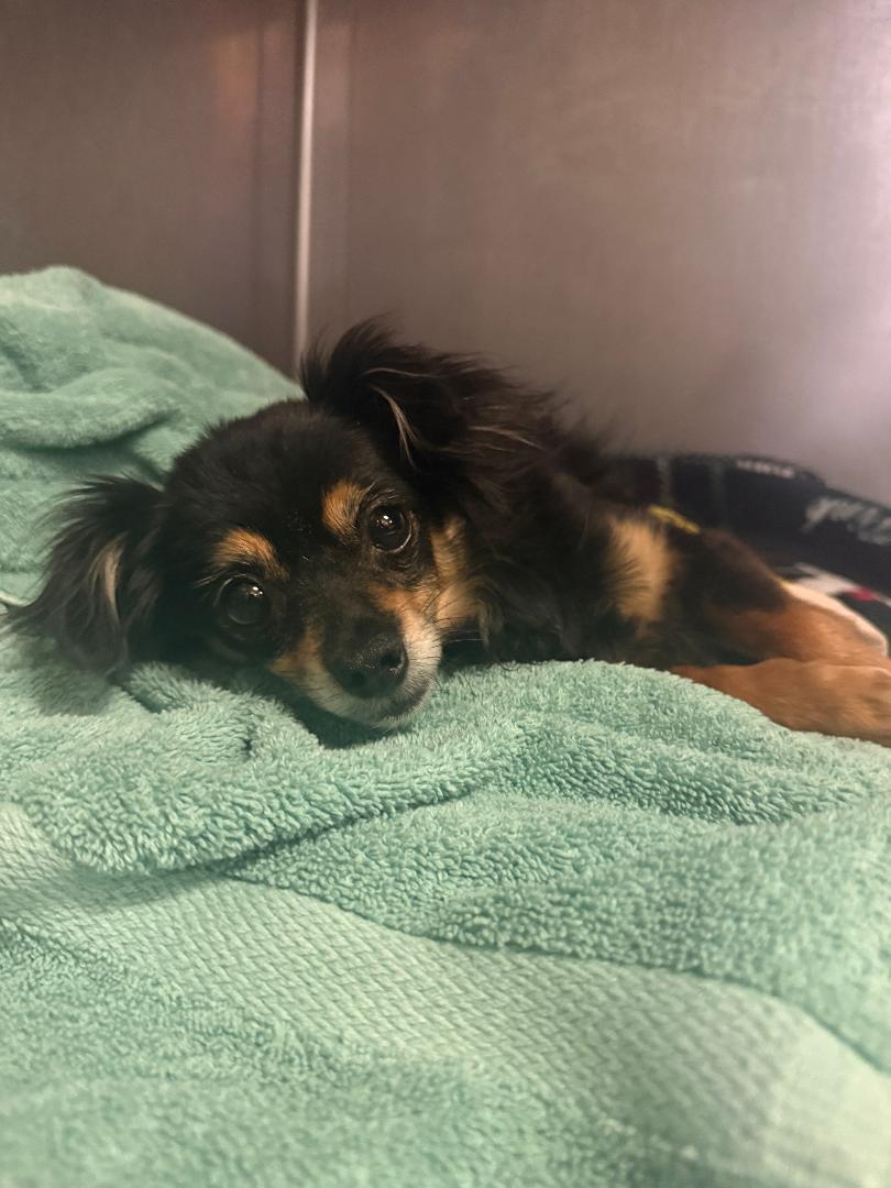 Enlarge Fire, an adopted Chihuahua in Los Angeles, CA image 1/1