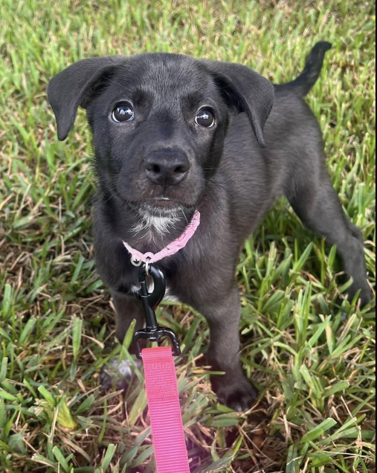 Enlarge Mindy, a Adopted mixed breed in Saint Petersburg, FL image 1/1