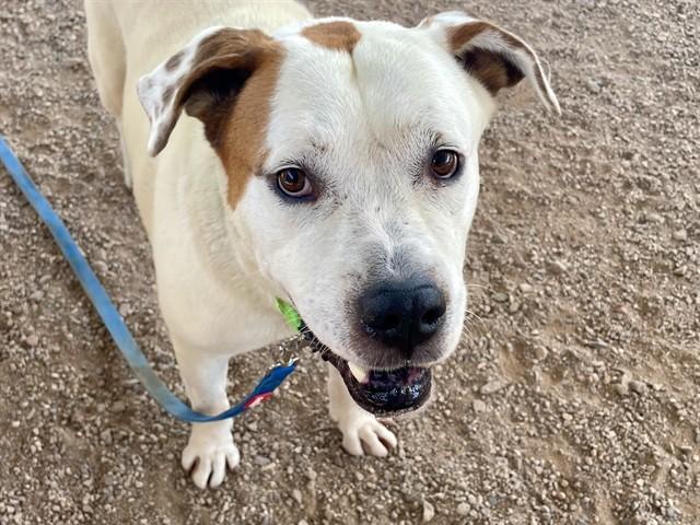 LARS*, Adoptable, Adult Male Mastiff & Mixed Breed.
