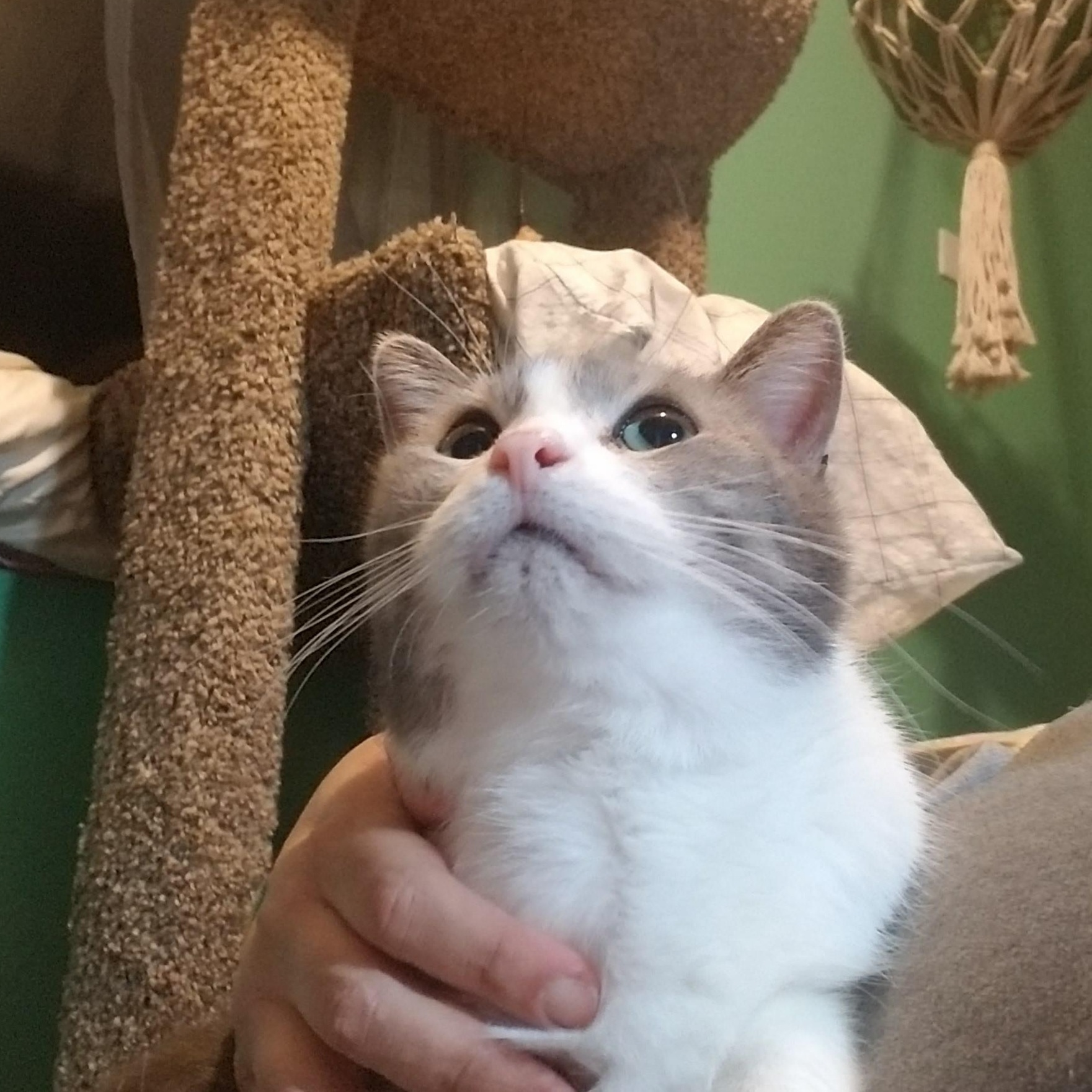 Waluigi, a Adoptable mixed breed in Fort Wayne, IN image 1/4