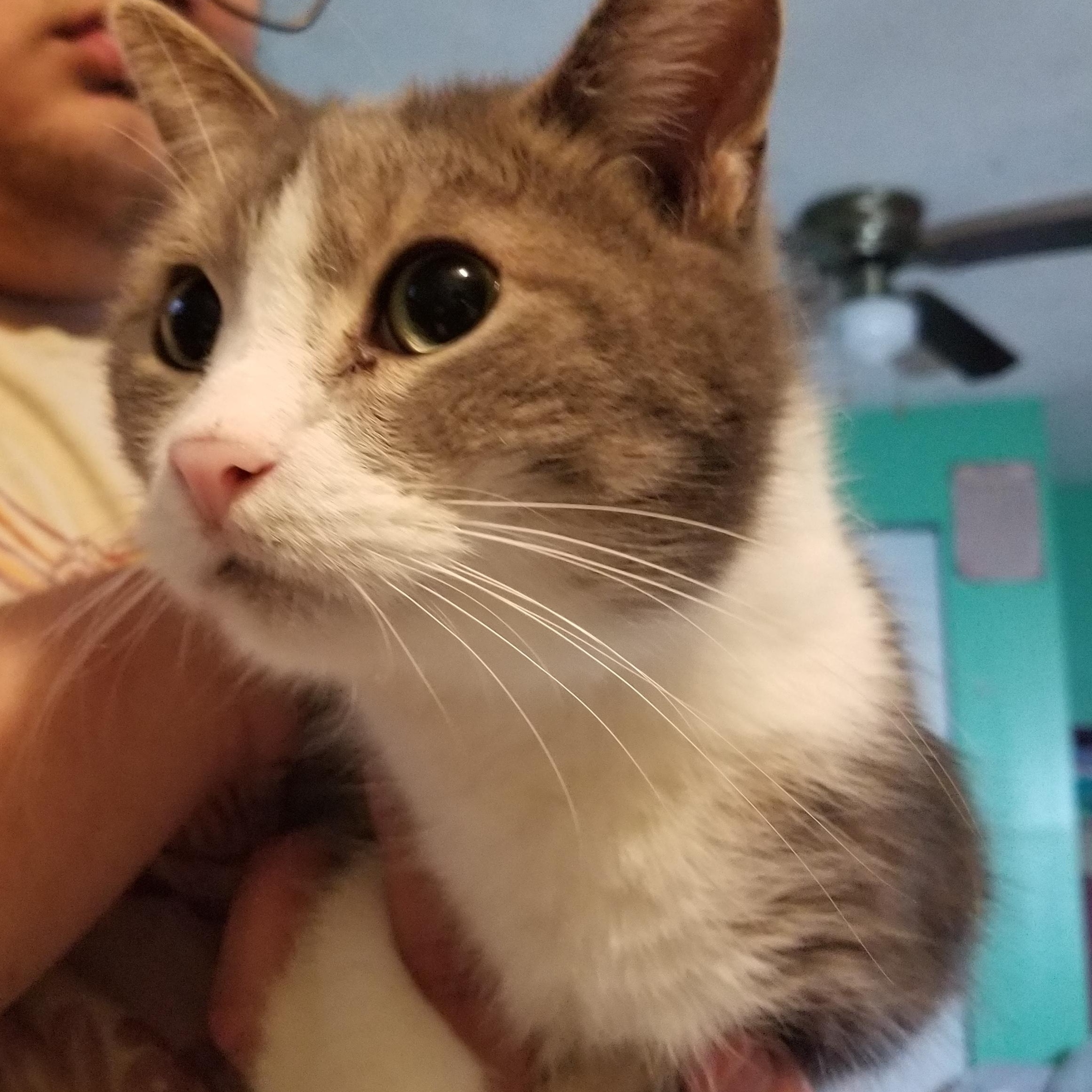 Waluigi, a Adoptable mixed breed in Fort Wayne, IN image 2/4