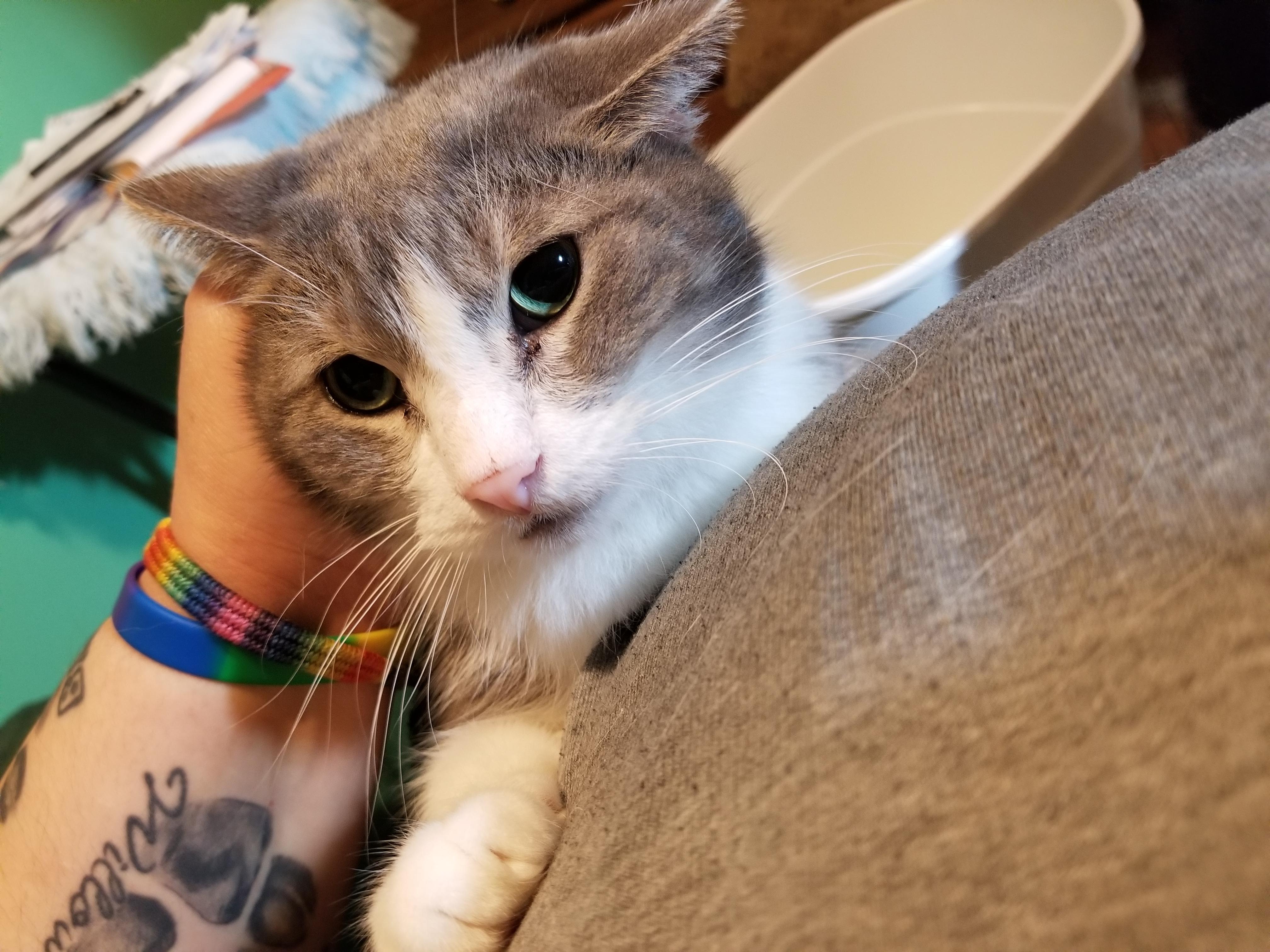 Waluigi, a Adoptable mixed breed in Fort Wayne, IN image 3/4