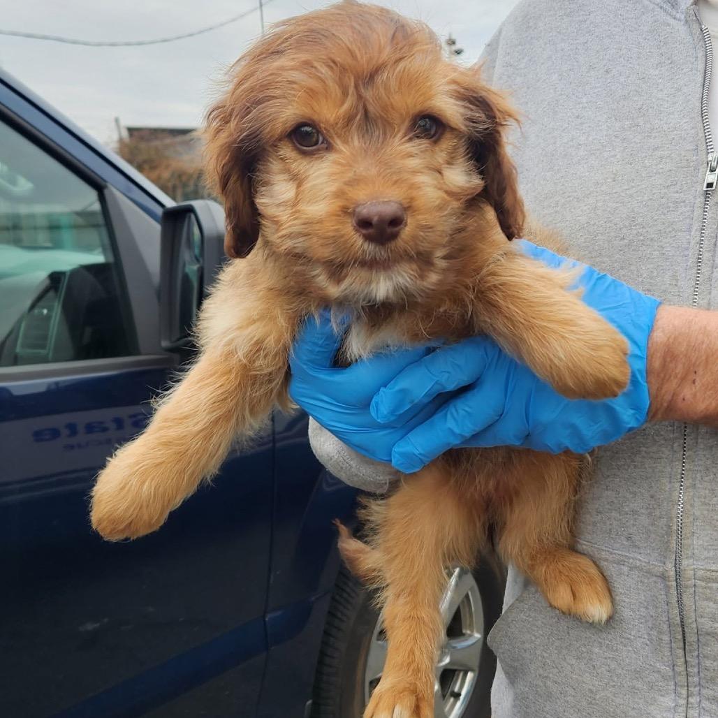 Brady Bunch Pup: Cindy