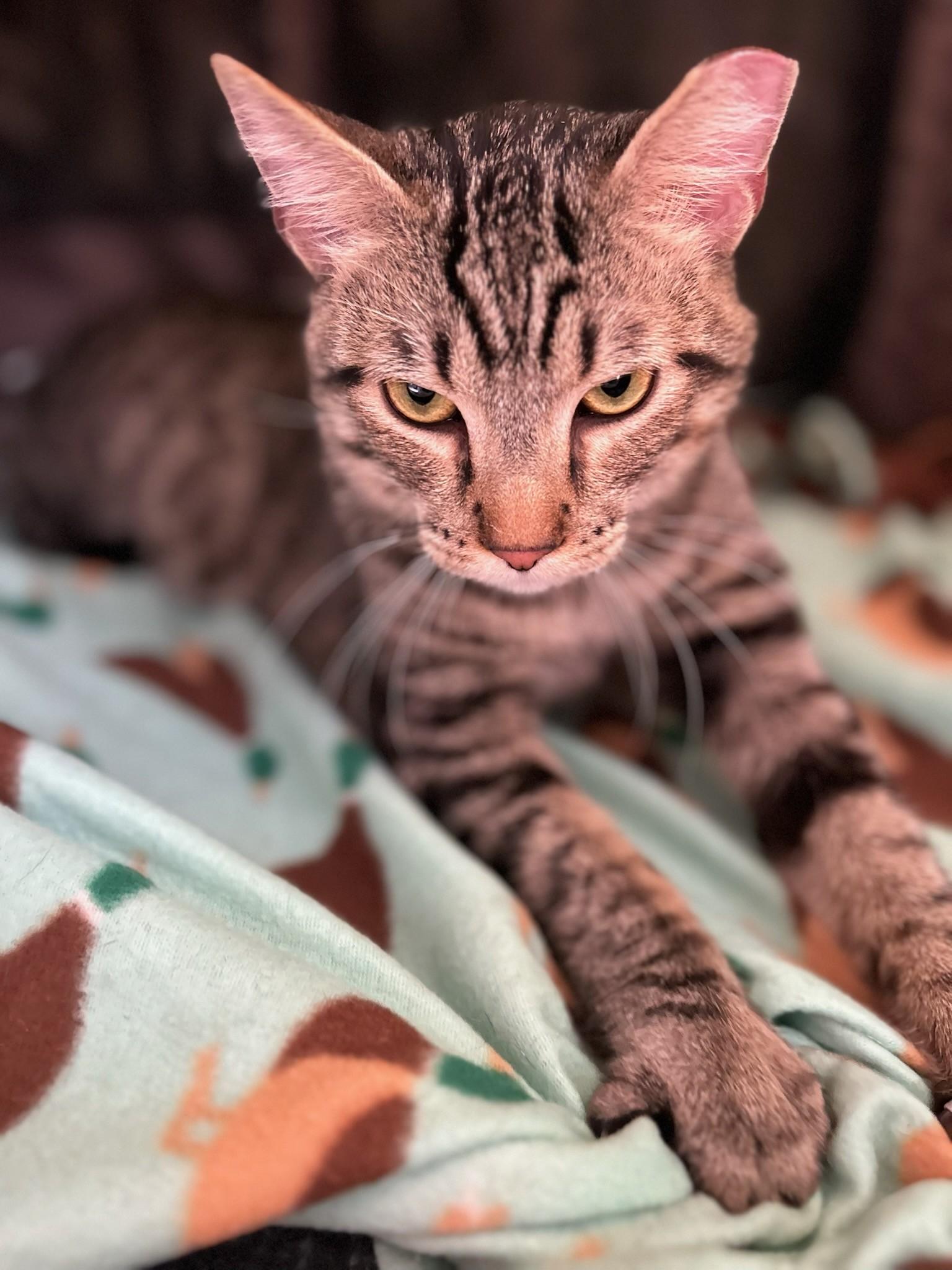 Enlarge Garnet, a ADOPTABLE Domestic Short Hair in Saint Charles, MO image 4/5