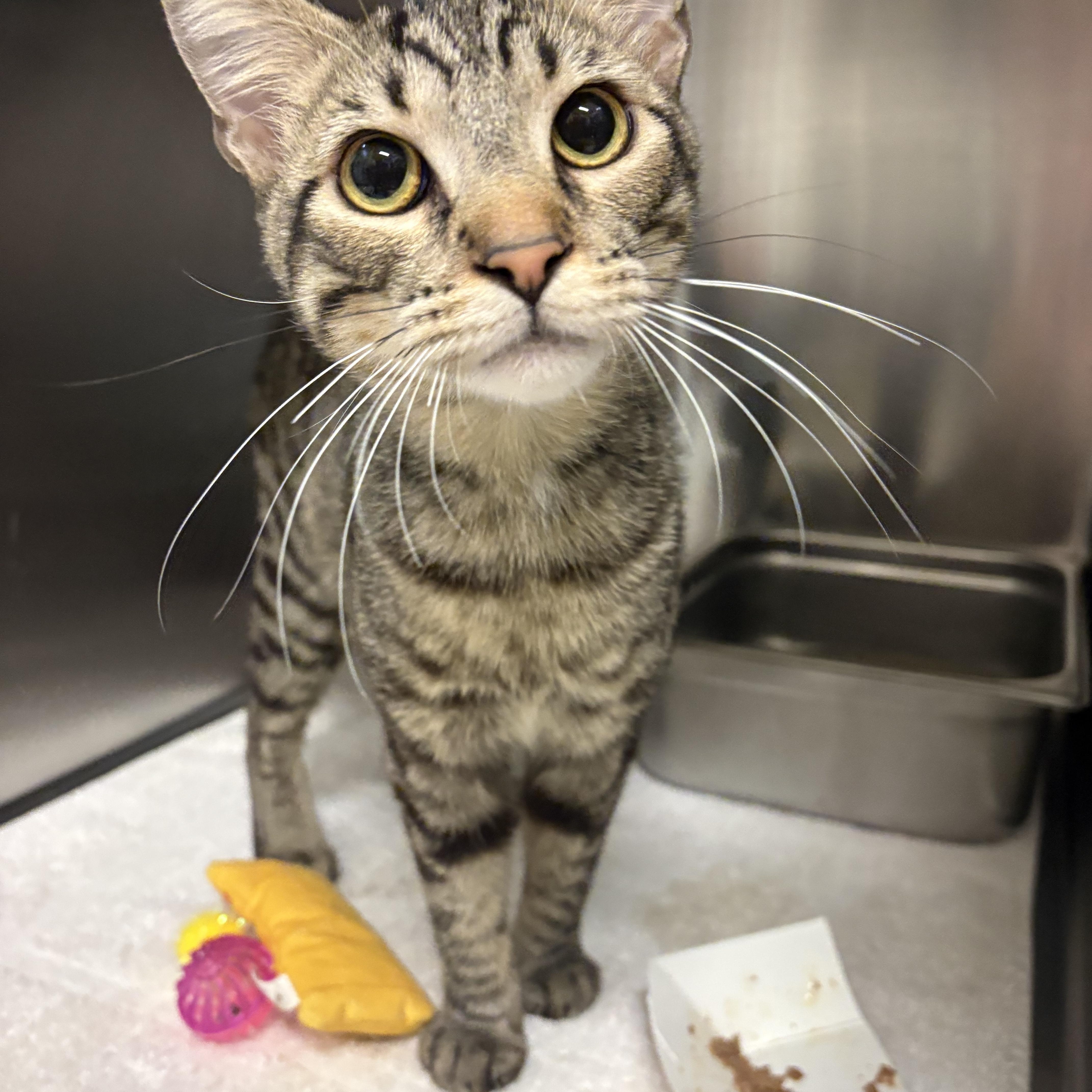 Enlarge Garnet, a ADOPTABLE Domestic Short Hair in Saint Charles, MO image 2/5