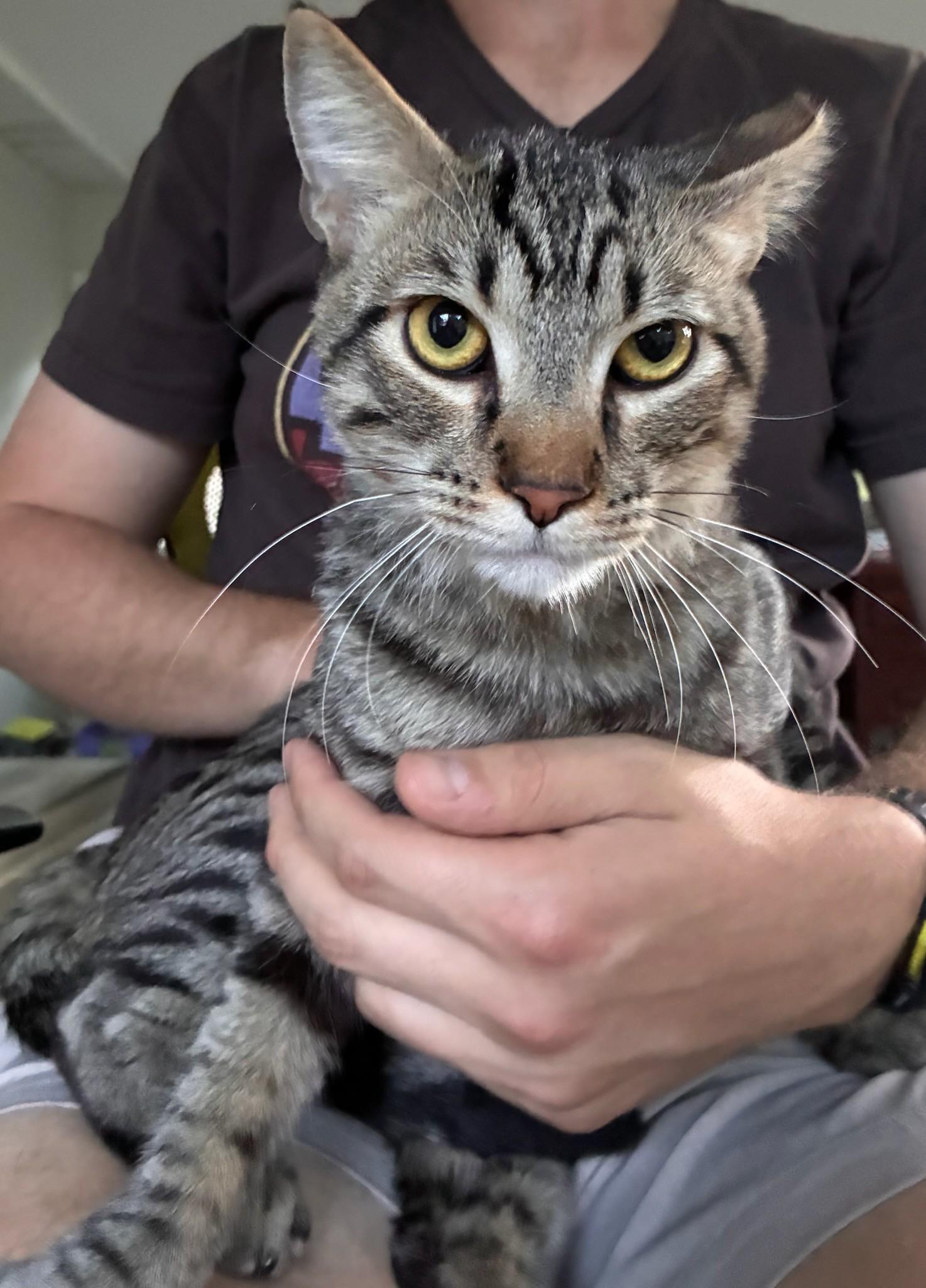 Enlarge Garnet, a ADOPTABLE Domestic Short Hair in Saint Charles, MO image 1/5