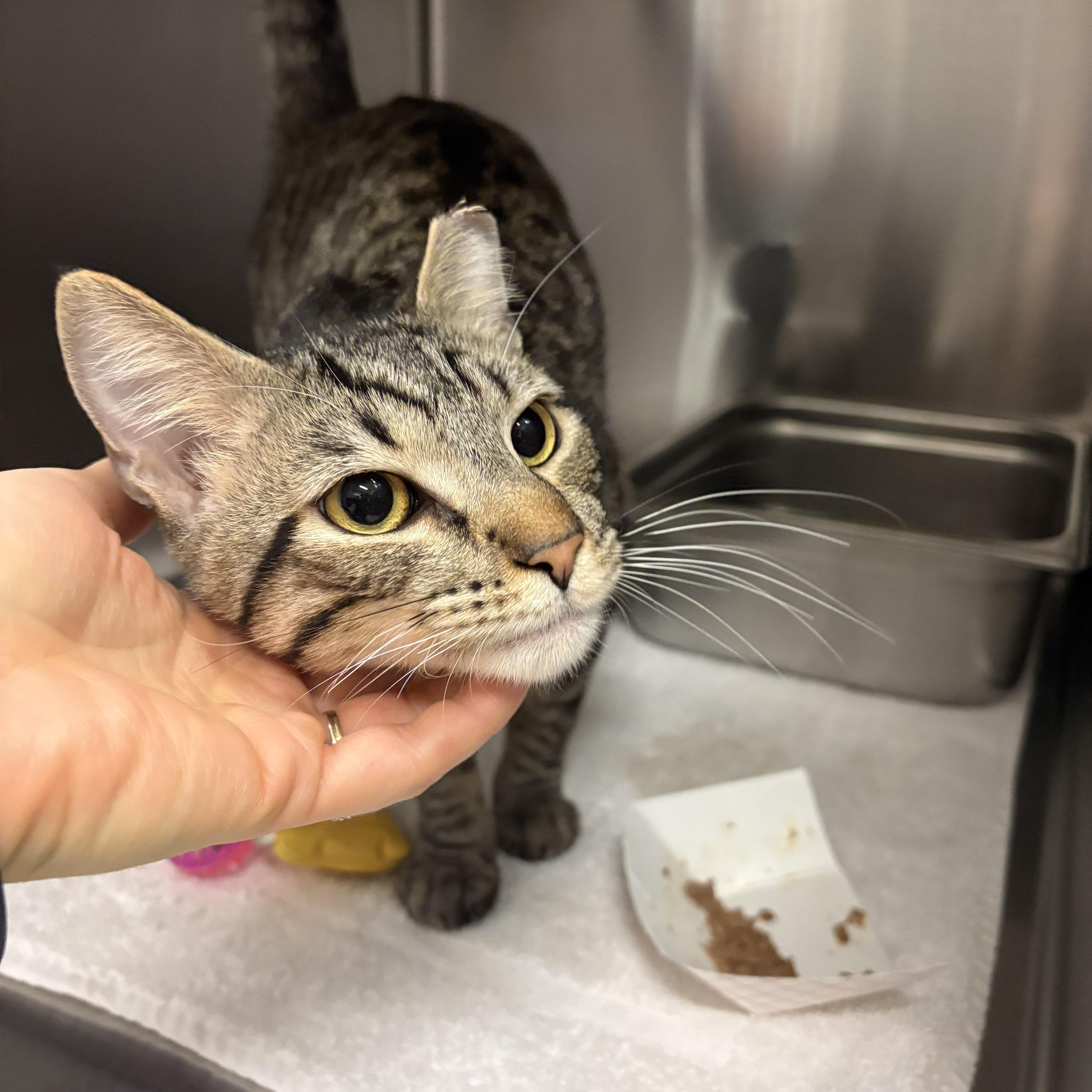 Enlarge Garnet, a ADOPTABLE Domestic Short Hair in Saint Charles, MO image 3/5