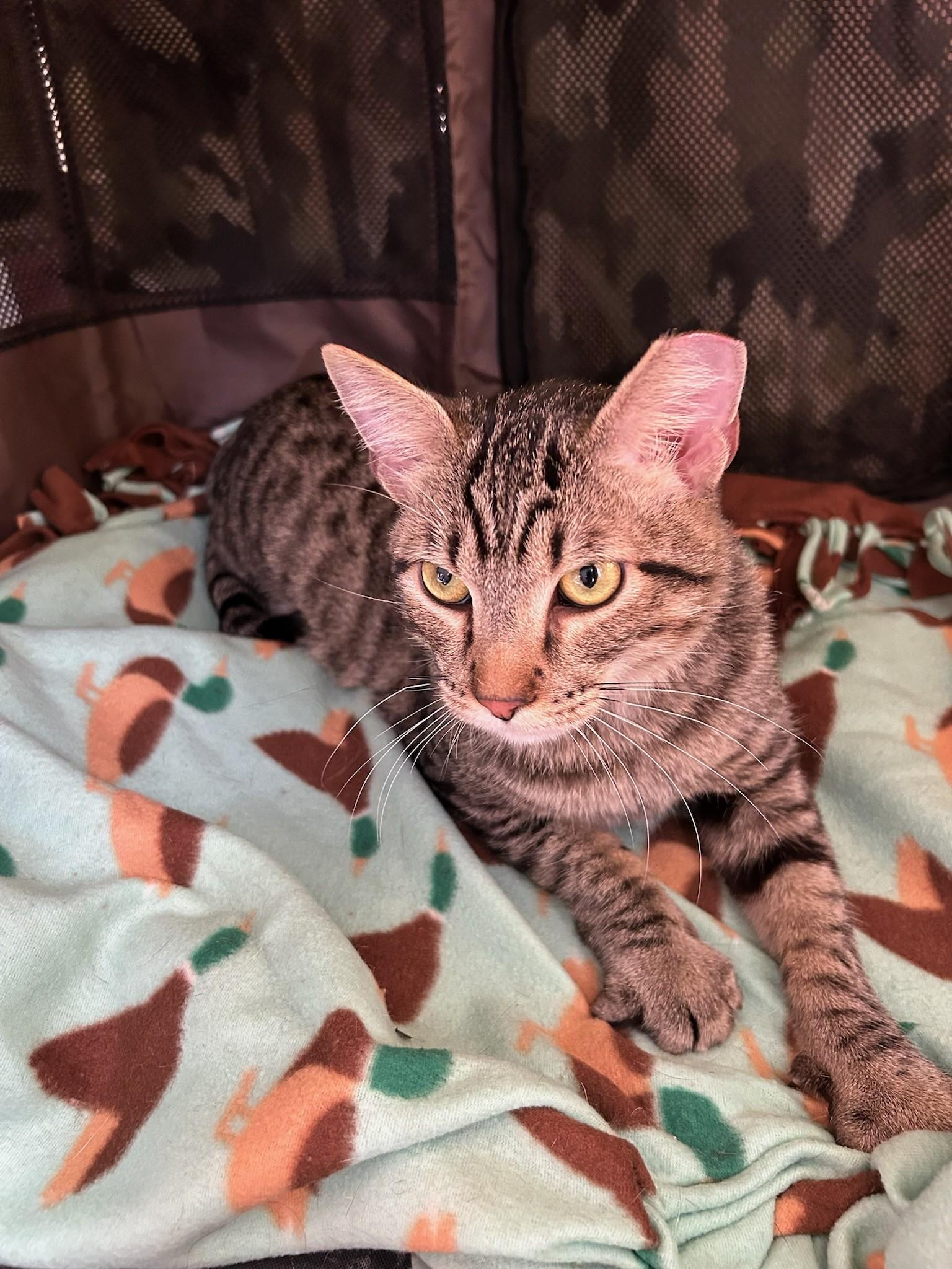Enlarge Garnet, a ADOPTABLE Domestic Short Hair in Saint Charles, MO image 5/5