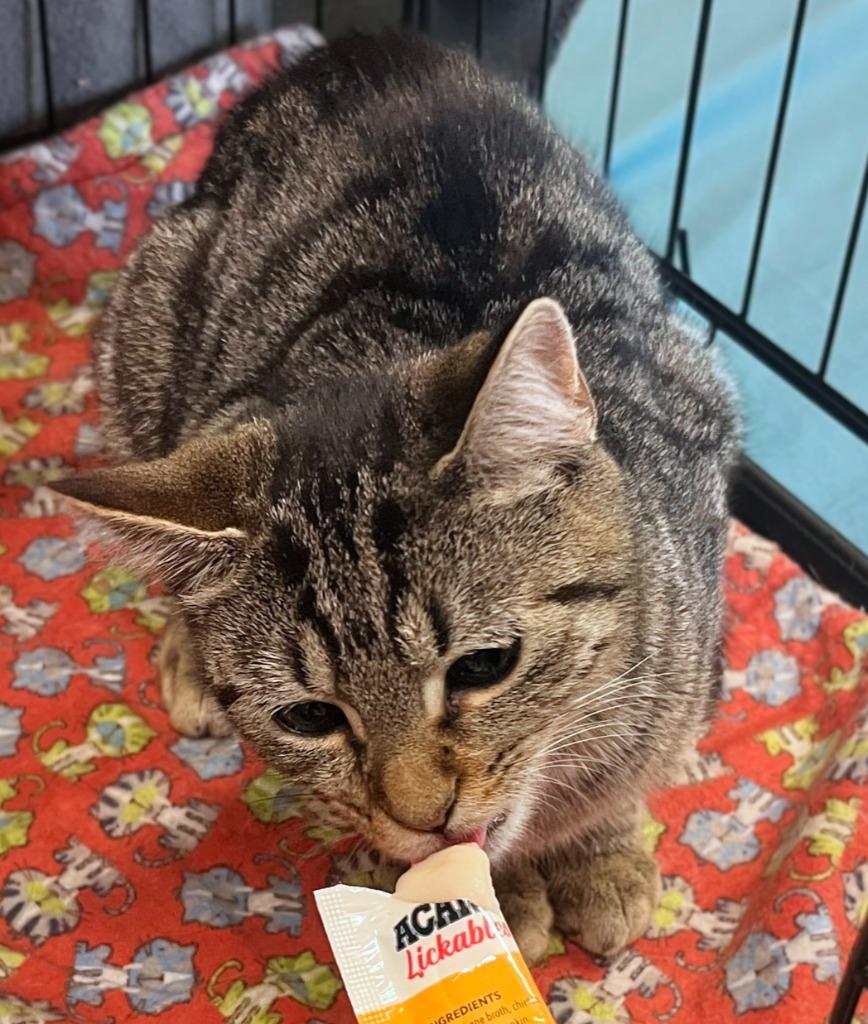 Enlarge Liz, a Adoptable mixed breed in Evans, GA image 1/3