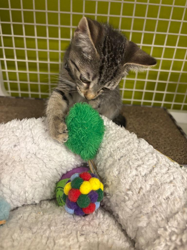 Enlarge Liz, a Adoptable mixed breed in Evans, GA image 2/3