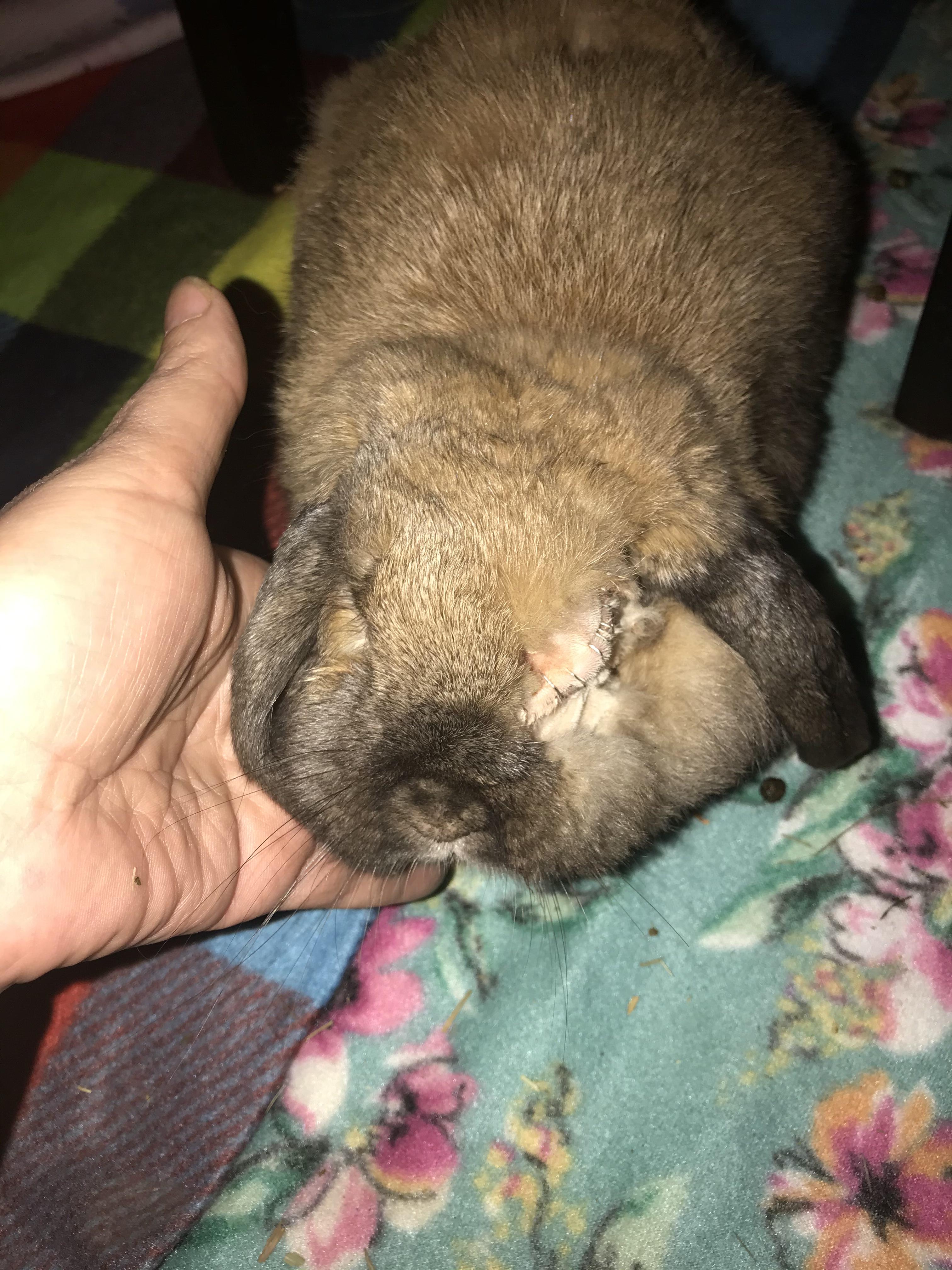 Bonnie, a Adopted Holland Lop in Holiday, FL image 3/3