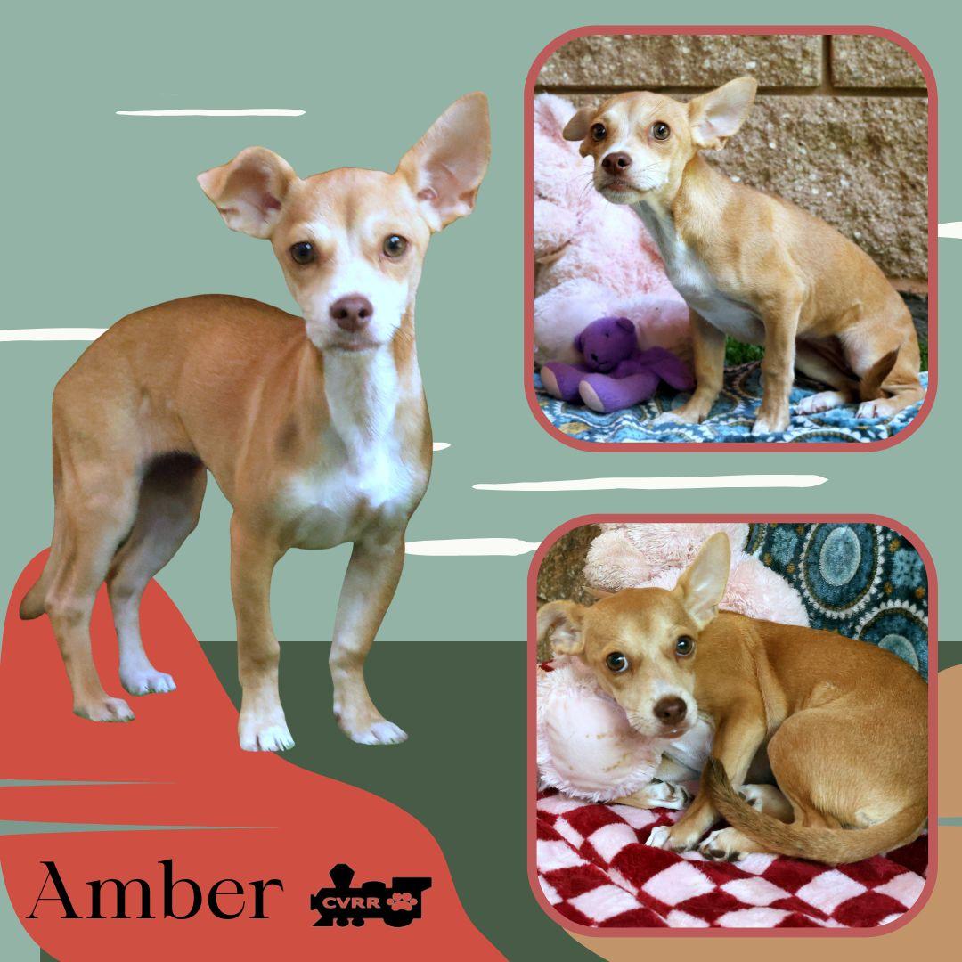 Amber, Adoptable, Young Female Chihuahua & Terrier.