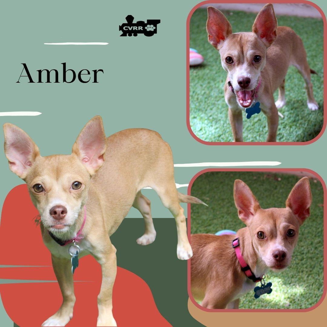 Enlarge Amber, a Adoptable mixed breed in LINDSAY, CA image 2/2